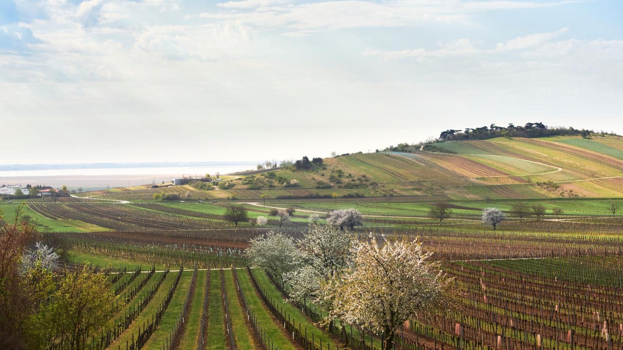 Pannonia